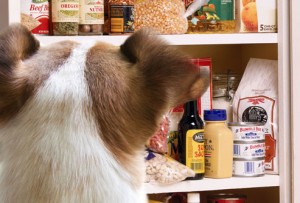 Toxic Foods for Dogs