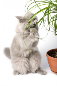 Toxic Plants for Cats